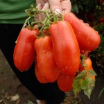 3_Pomodoro San Marzano DOP