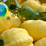 4_Limone di Amalfi IGP